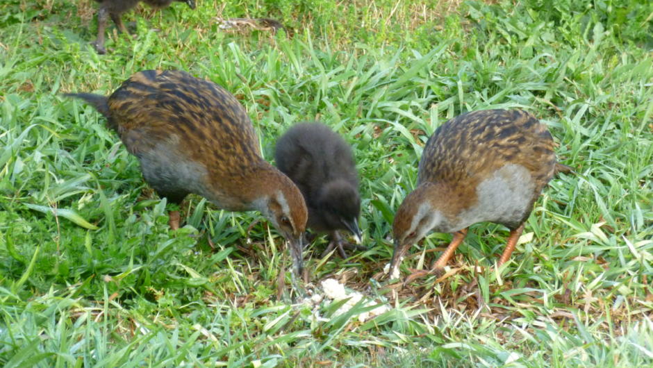 A family of North Island Weka. Russell is one of only a few places where these rare birds can still be seen in the wild.