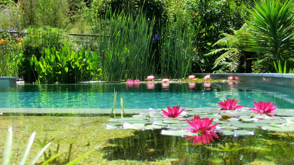 Eco swimming pool & garden
