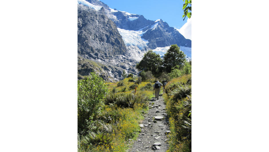 The Rob Roy Glacier track is one of the most varied in NZ. From farmland, to swing bridges, rainforest to alpine herb fields with panoramic glacier views.