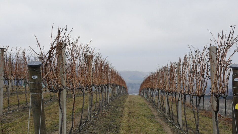 Ceres Wines - Ready for winter pruning