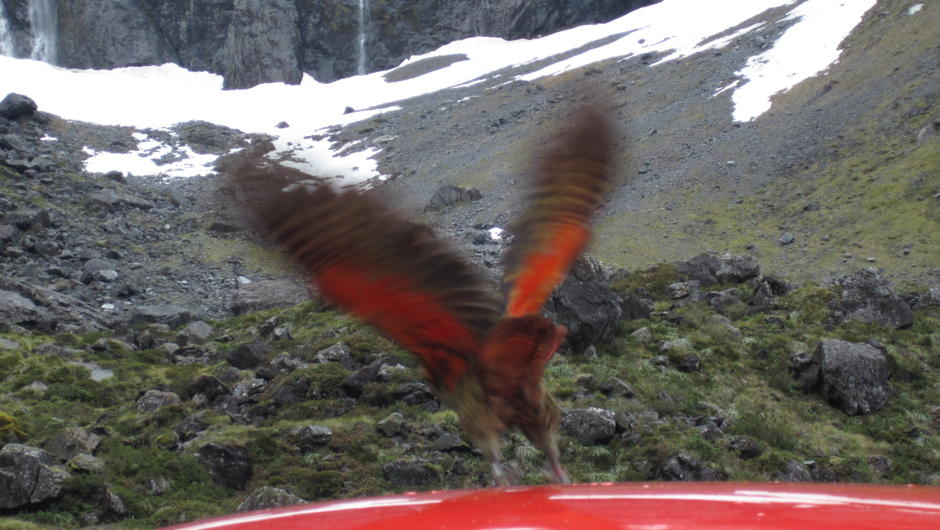 Stunning colours in the wings of the MountainParrot the Kea。山のオウムの写真。