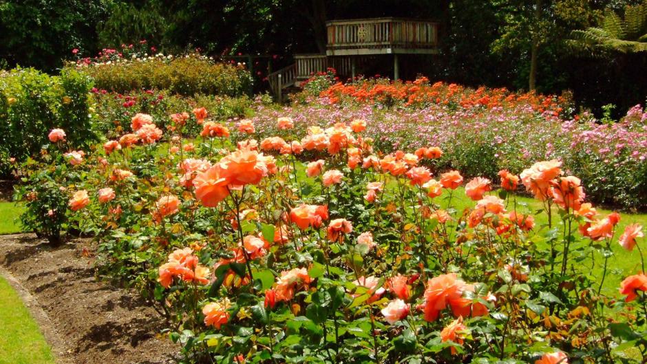Te Awamutu Rose Gardens