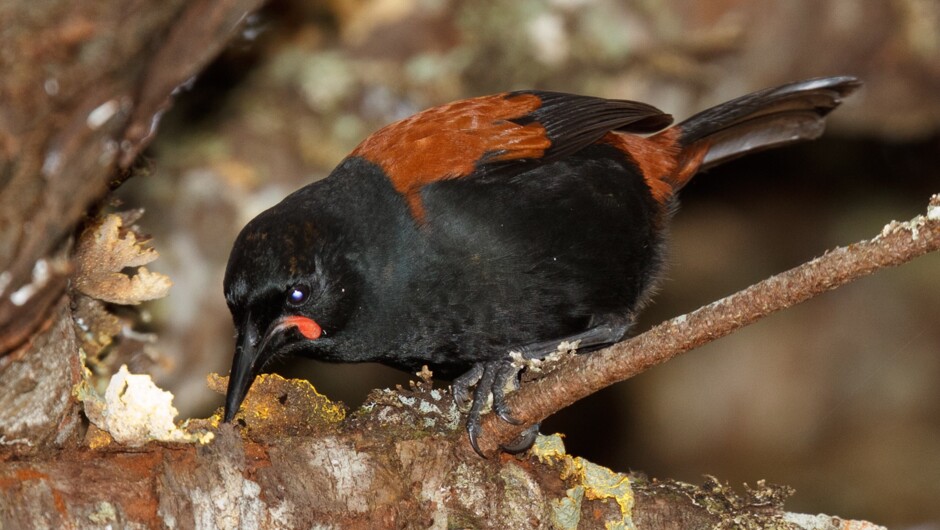 Saddleback on Ulva Island