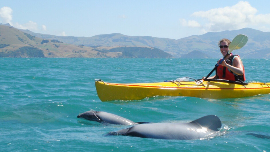 kayaking_with_hectors_dolphin.jpg
