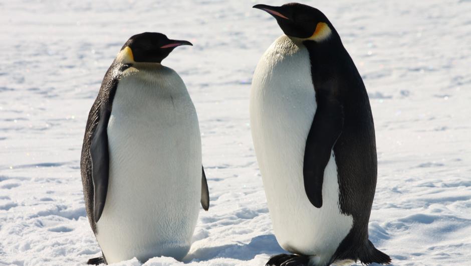 コウテイ・ペンギン - 南極大陸、ニュージーランドのロス海属領