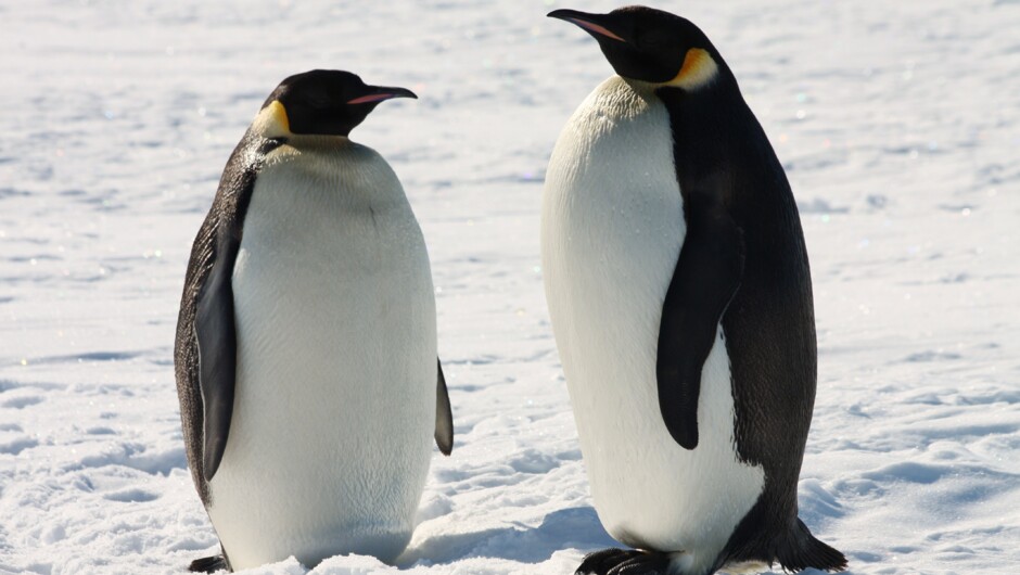 Emperor Penguins - New Zealand's Ross Dependecny, Antarctica