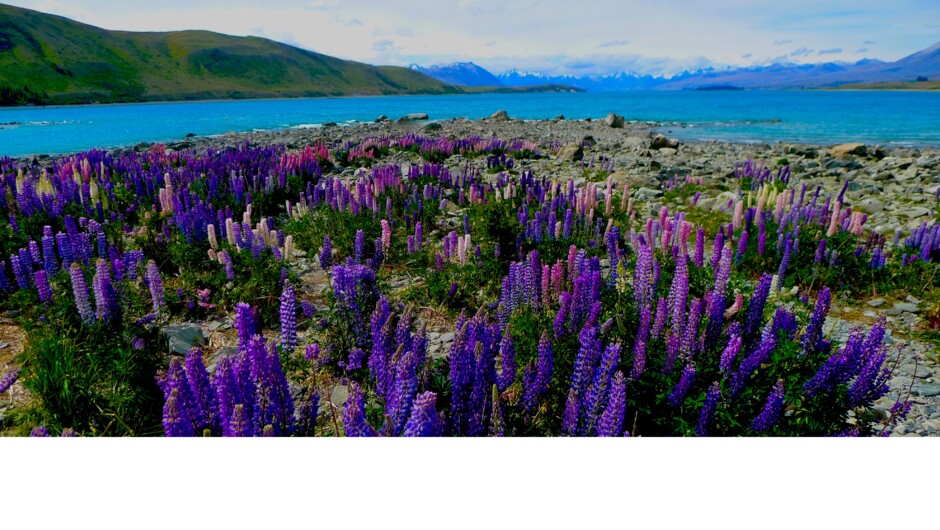 Flowering lupins, Lake Tekapo with Mt. Cook in distance. South Island, New Zealand