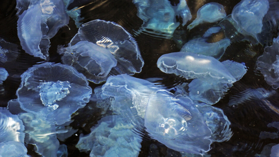 E-Ko 野生动物之旅带你邂逅神奇的水母