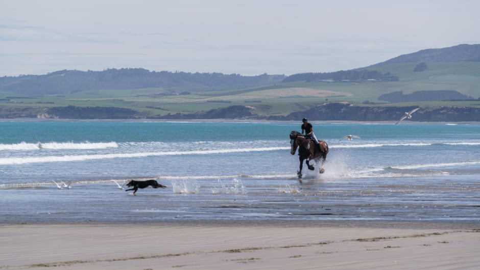 beach gallop