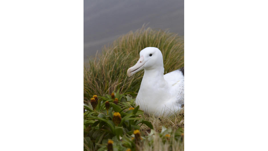 A Southern Royal Albatross rests amongst the tussock and megaherbs