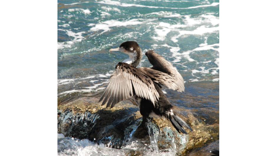 Pied shag drying off its wings after a deep diving searching for food