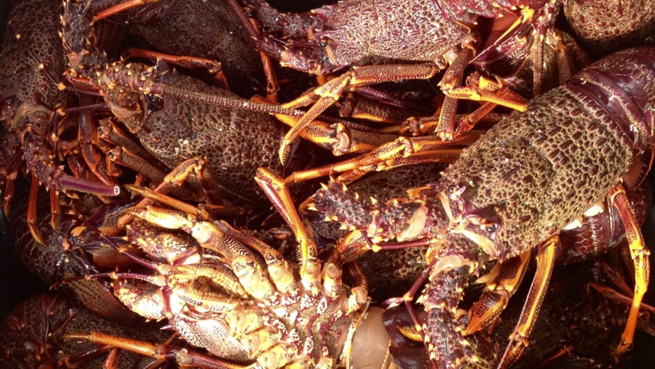 Fresh New Zealand Crayfish caught and eaten on the same day.