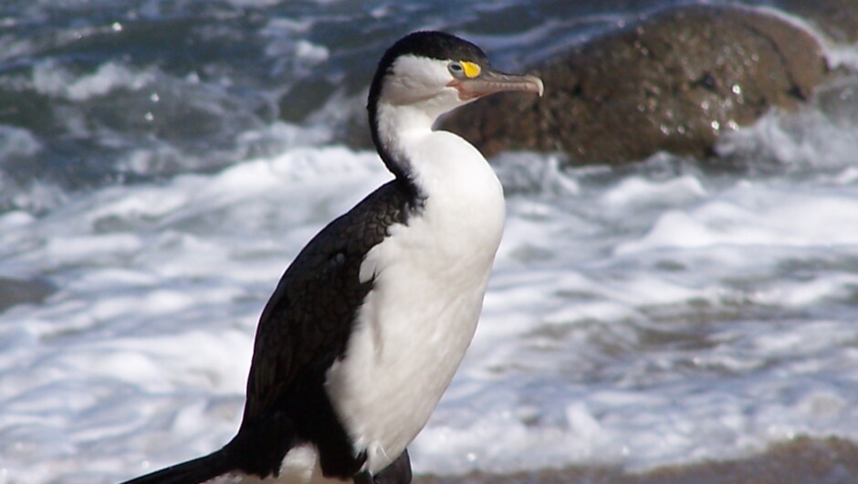 Pied Shag On The Heaphy Track