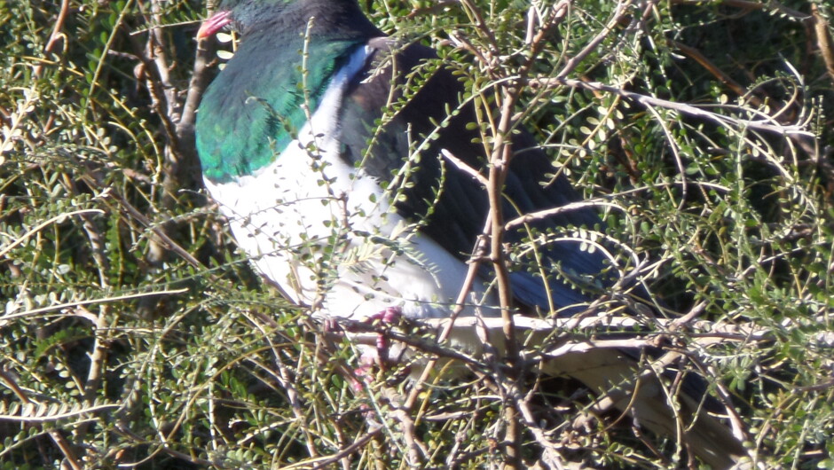 Wild bird life in our garden