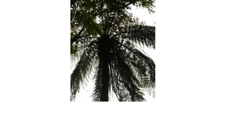 Primordial Palm, Wairarapa Region, New Zealand