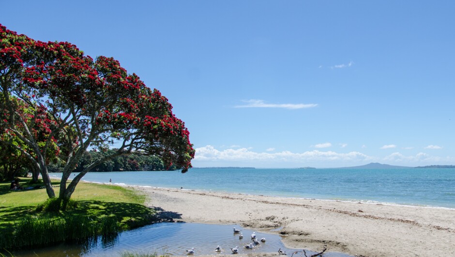 Auckland's beautiful coastline