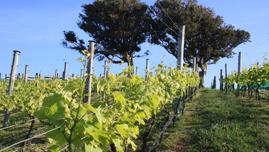 Vines on the sun-filled slopes