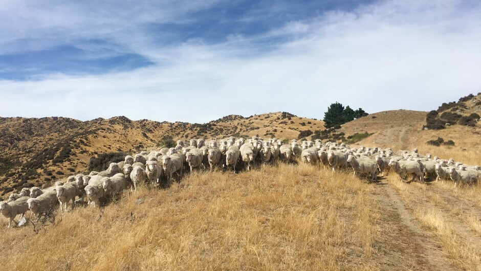 Merino sheep grazing