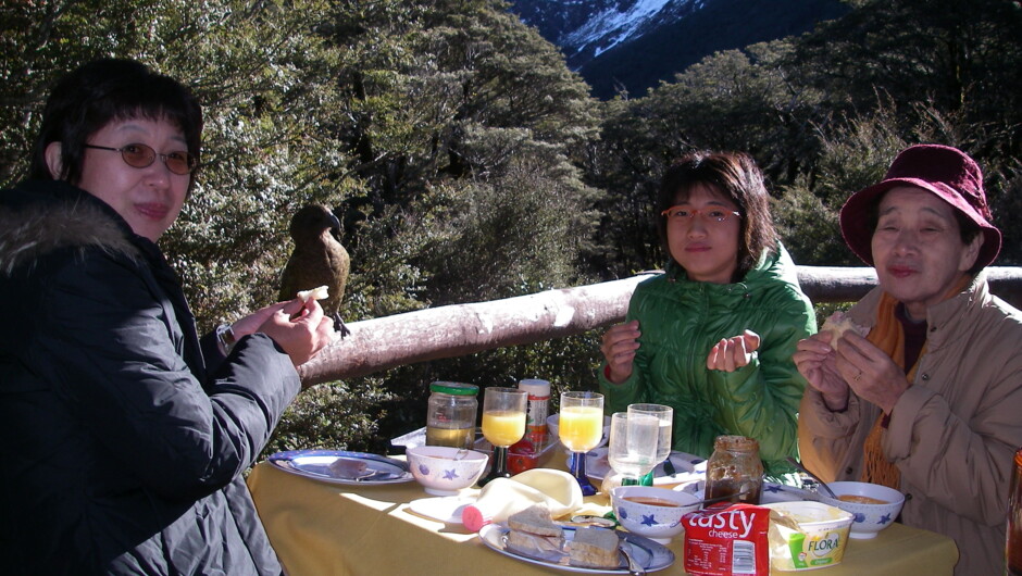 A Kea watches us having lunch.