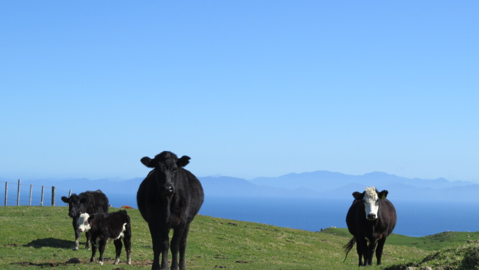 Cattle on Tussock Ridge farm