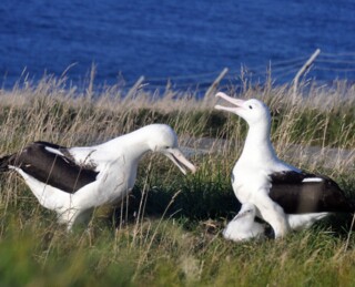 Royal Albatross Centre | Activity in Dunedin, New Zealand