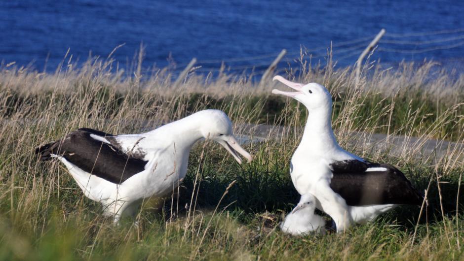 Royal Albatross pair with small chick during guard period- Jan-Feb
