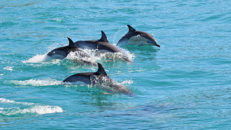 Common Dolphins, Kaikoura New Zealand