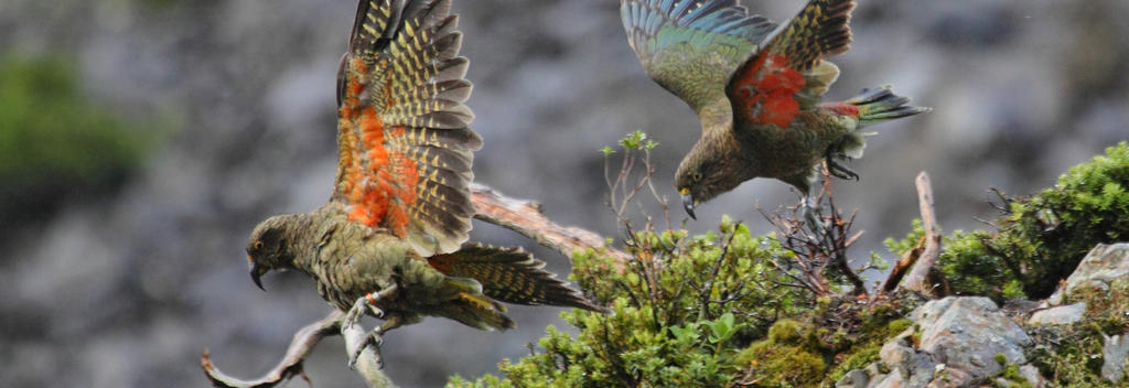 Kea, New Zealand