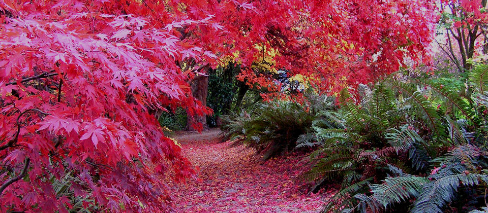 Rhododendron Dell, Dunedin Botanic Garden