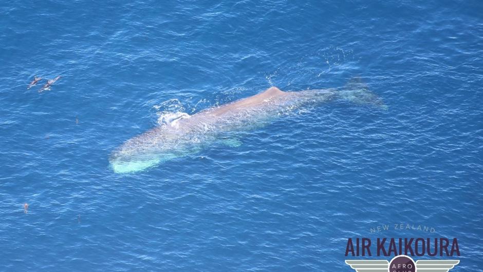 Sperm Whale off the coast of Kaikoura