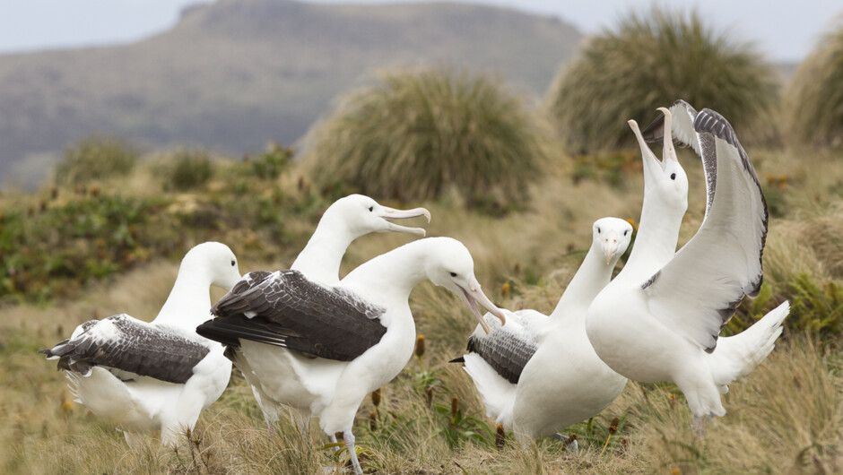 Southern Royal Albatross, Campbell Island