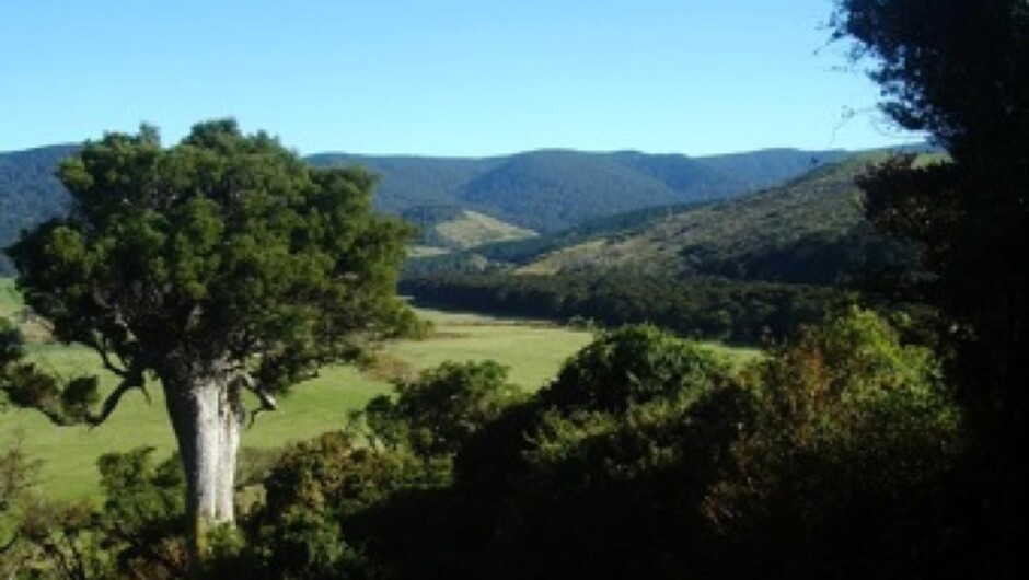 Another view of the Catlins River Valley from Mohua Park
