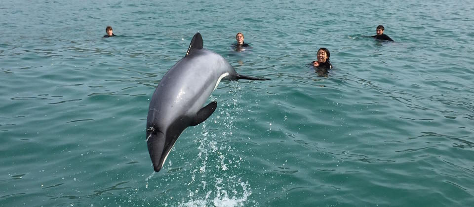 Amazing Hector's Dolphin Jump in front of swimmers.