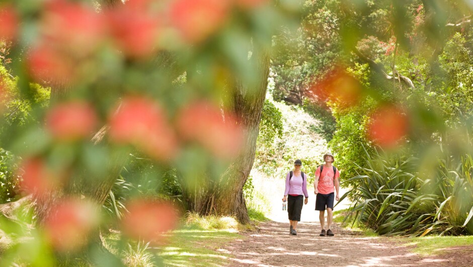 Global Tourism Award Winner TIME Unlimited Tours - Pohutukawa Trees on Auckland's West Coast