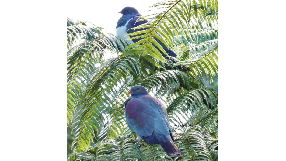 Bird Sanctuary in Rainforest - Kereru