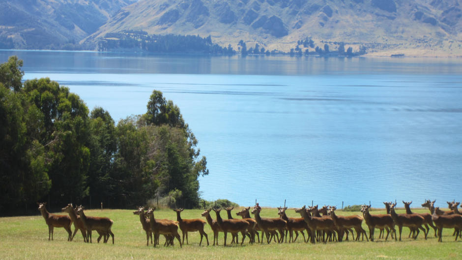 NZ deer farmed for venison and velvet