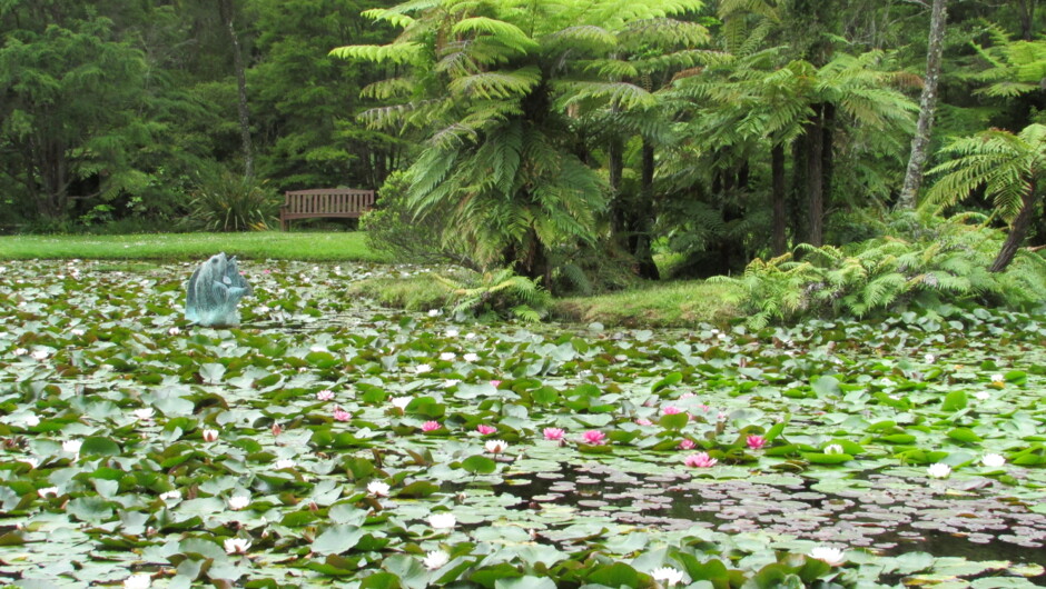 Large lily pond