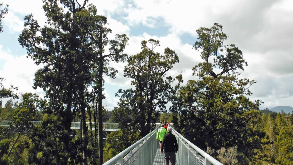 Walking amongst the tree canopy at the Tree top walkway
