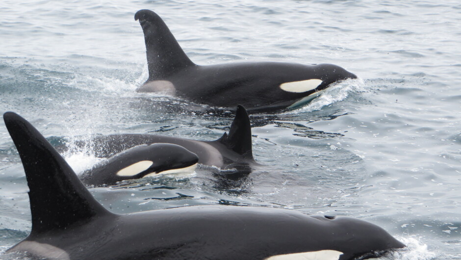 Ocra, Kaikoura, New Zealand