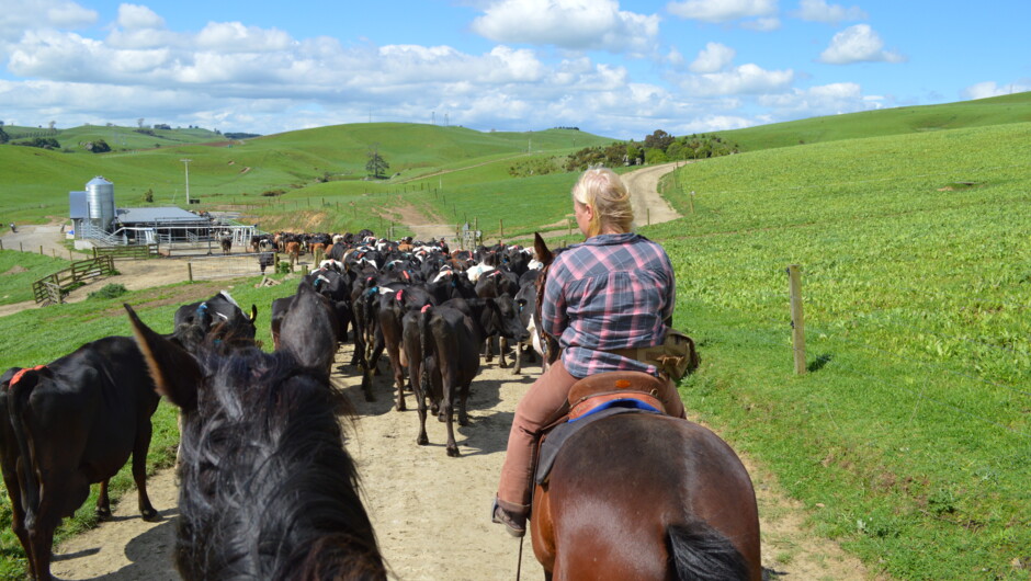 Rounding up cattle