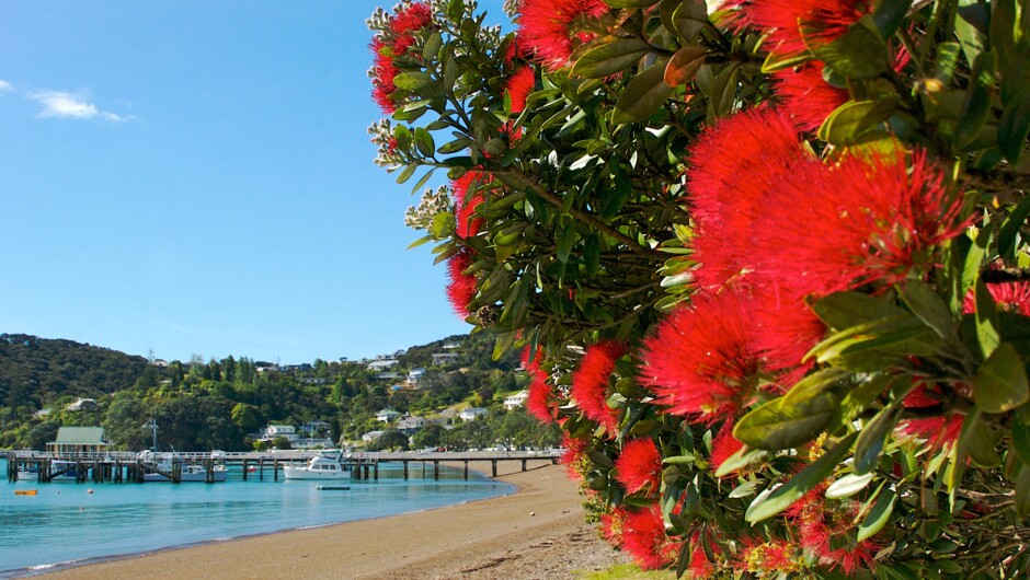 Russell waterfront and our local Christmas tree the Pohutukawa