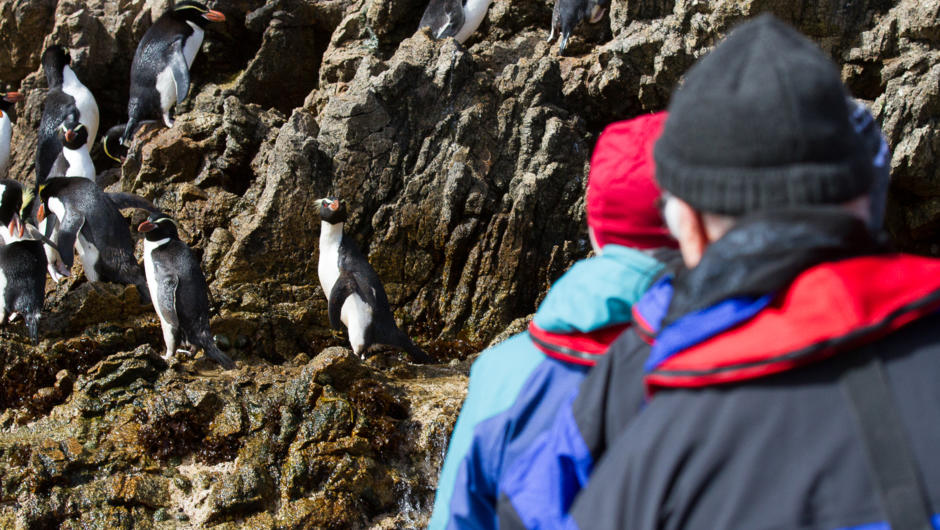 Snares Crested Penguins Rockslide