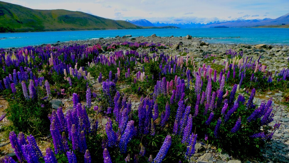 Flowering lupins along the shore of Lake Tekapo, New Zealand