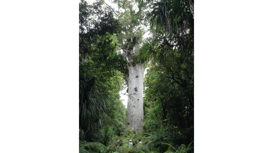 Tane Mahuta, Kauri Tree