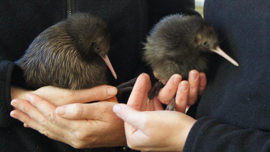 Brown Kiwi chicks bred at the Otorohanga Kiwi House and Native Bird Park