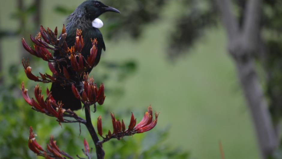 A Tui feeding on nectar from the flowers of harakeke (flax).