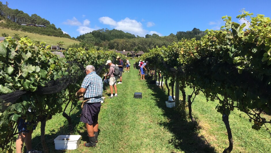 Vineyard workers
