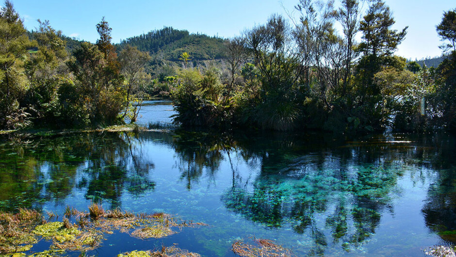 Gorgeous Te Waikoropupu Springs - clearest water in the world