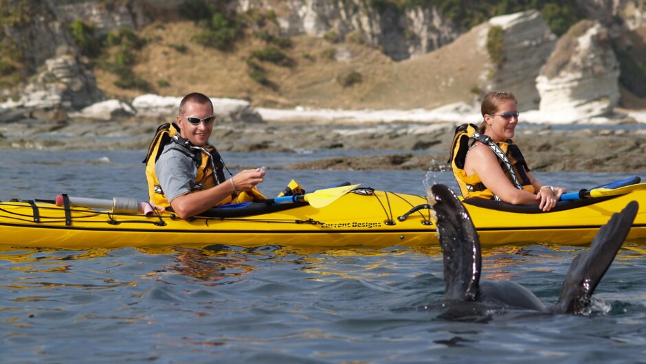 Watch Seals dive around your kayak on a tour with Kaikoura Kayaks.