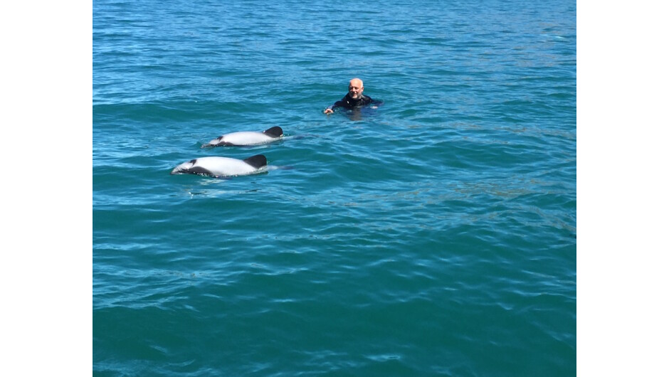 Swimming with Hector's New Zealand Dolphins in Akaroa Harbour